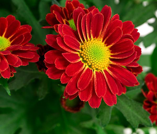 Chrysantheme 'Swifty', ca. 20-30 cm,