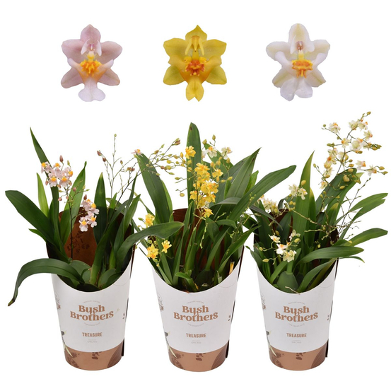 Orchidée oncidium 'Twinkle' 2/3tiges H25cm_ pot D9cm