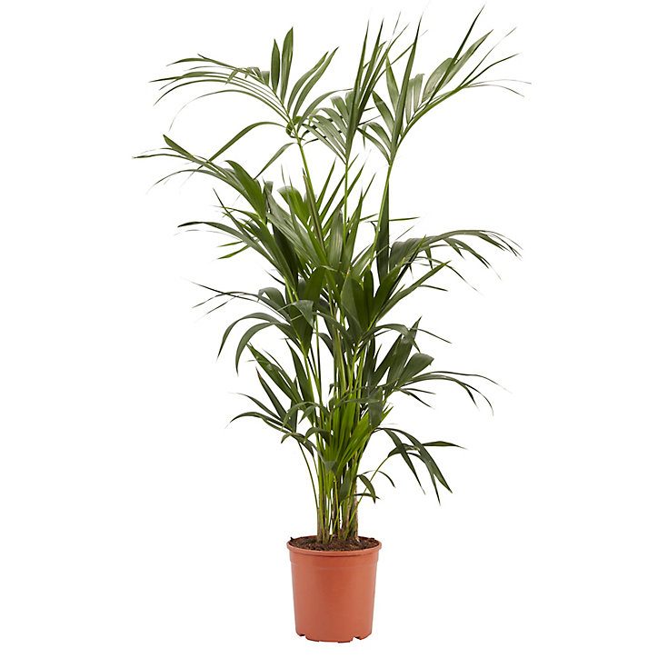 Palmier Kentia, 24cm