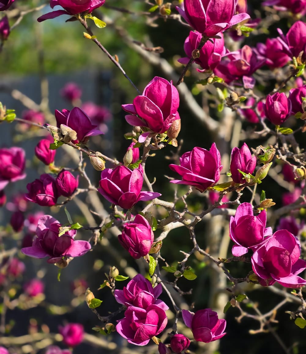 Magnolie 'Genie®'
