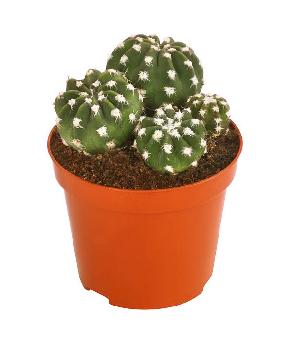 Seeigelkaktus - Echinopsis multiplex