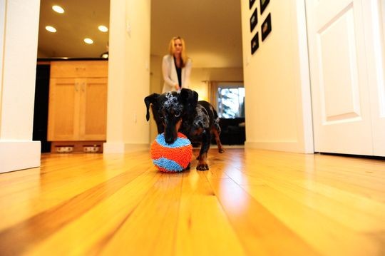 Chuckit - Indoor Ball 12 cm