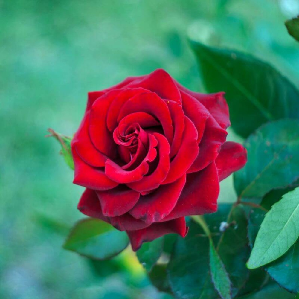 Rosier 'edith piaf' -