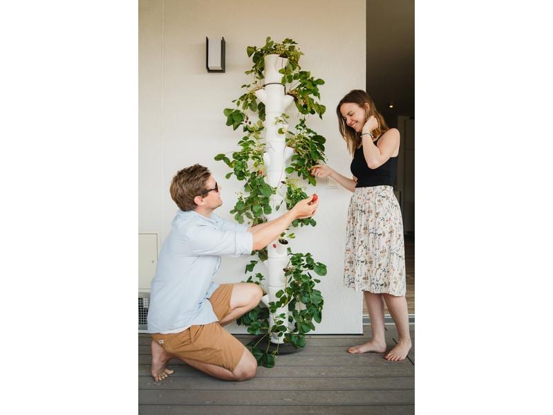 Gusta Garden Aufzuchttöpfe SISSI STRAWBERRY Infinity, Weiss Urban Gardening Erdbeerbaum
