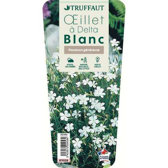 Oeillet à delta Blanc : Godet vert
