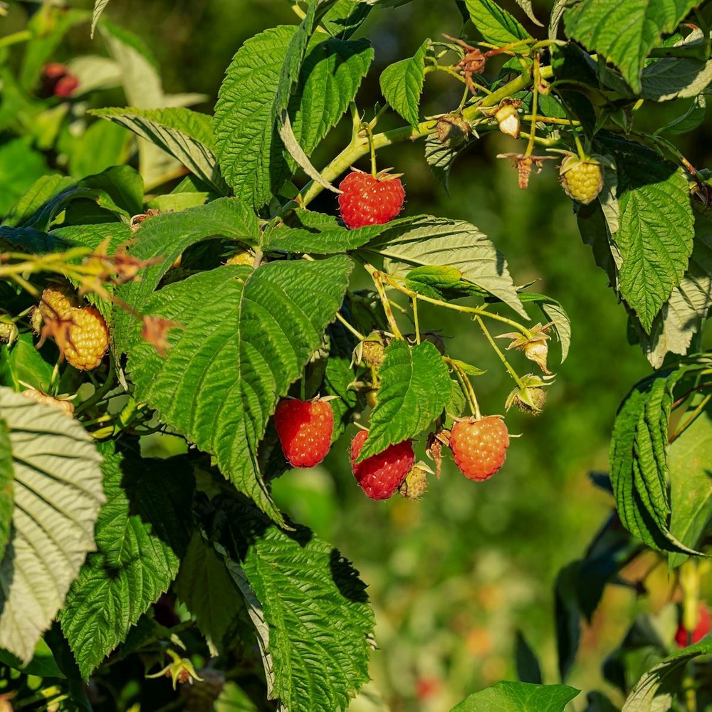 Framboisier idaeus tulameen/rubus idaeus tulameen[-]pot de 3l - 10/40 cm
