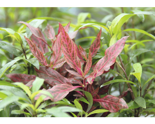 Papegaaienblad Red Ruby - Alternanthera reineckii Red Ruby XXL