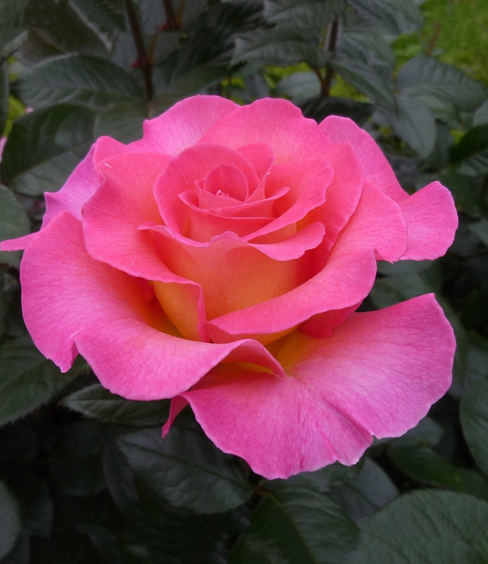 Parfum-Rose 'Pink Paradise®'