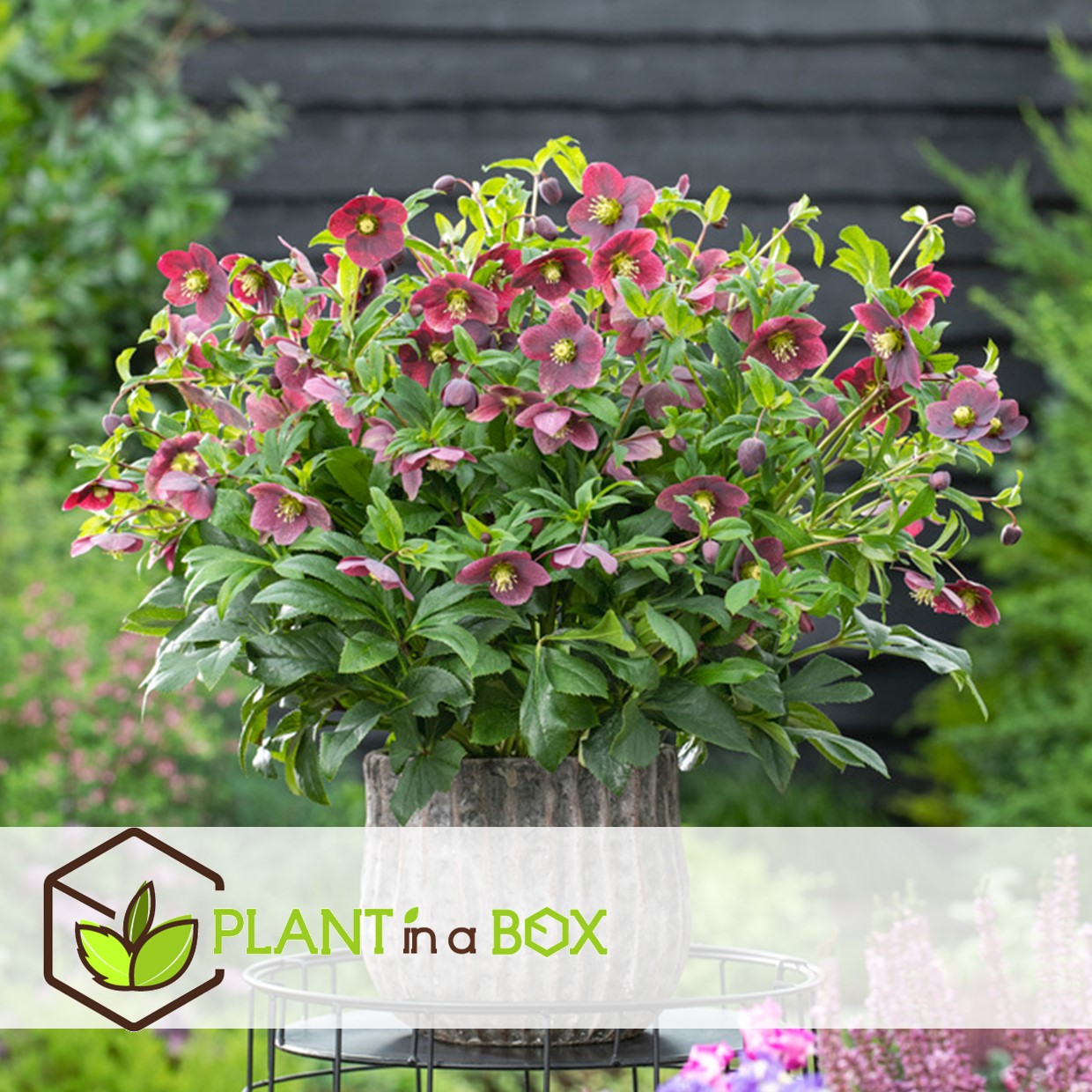 Helleborus orientalis - mélange de 6 - jardin - pot 12cm - hauteur 20-30cm