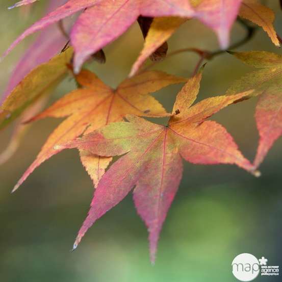 Acer palmatum TRUFFAUT : H 100/125cm, greffé C15L - Variétés variables