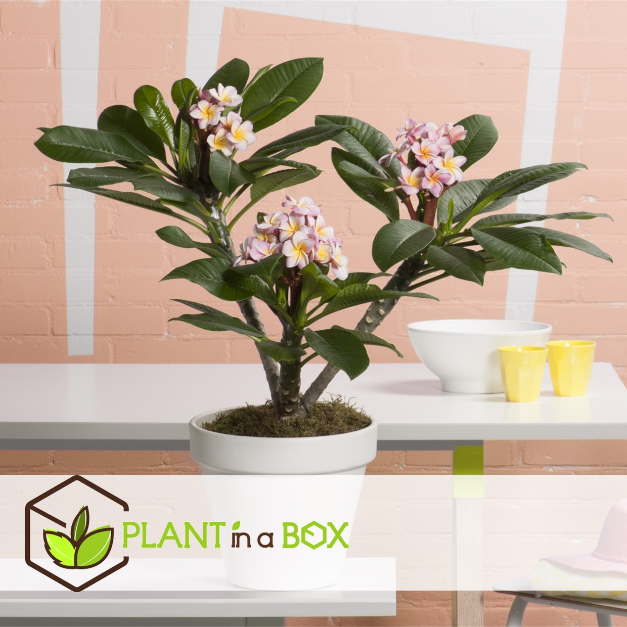 Plumeria frangipani violet - hawaii - pot 17cm - hauteur 55-70cm