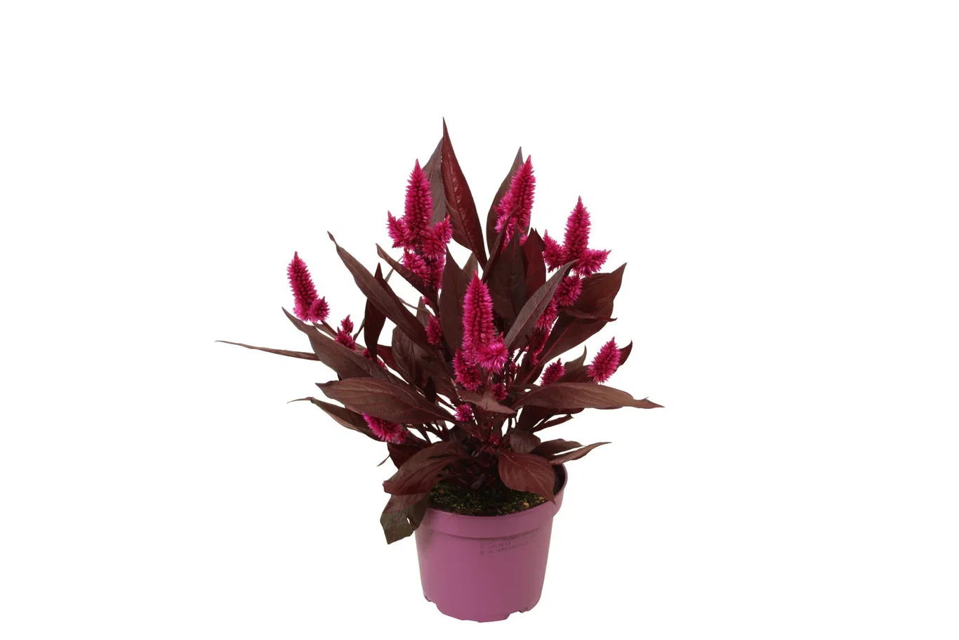 Celosia c. 'Deep Purple' 12 cm Kam Ø12 cm