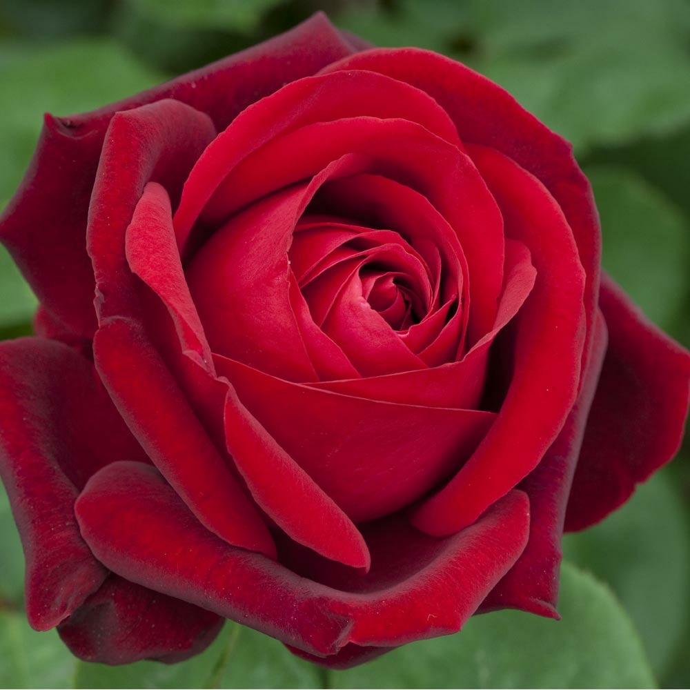 Rosier tige edith piaf ® meiramboys racine nue