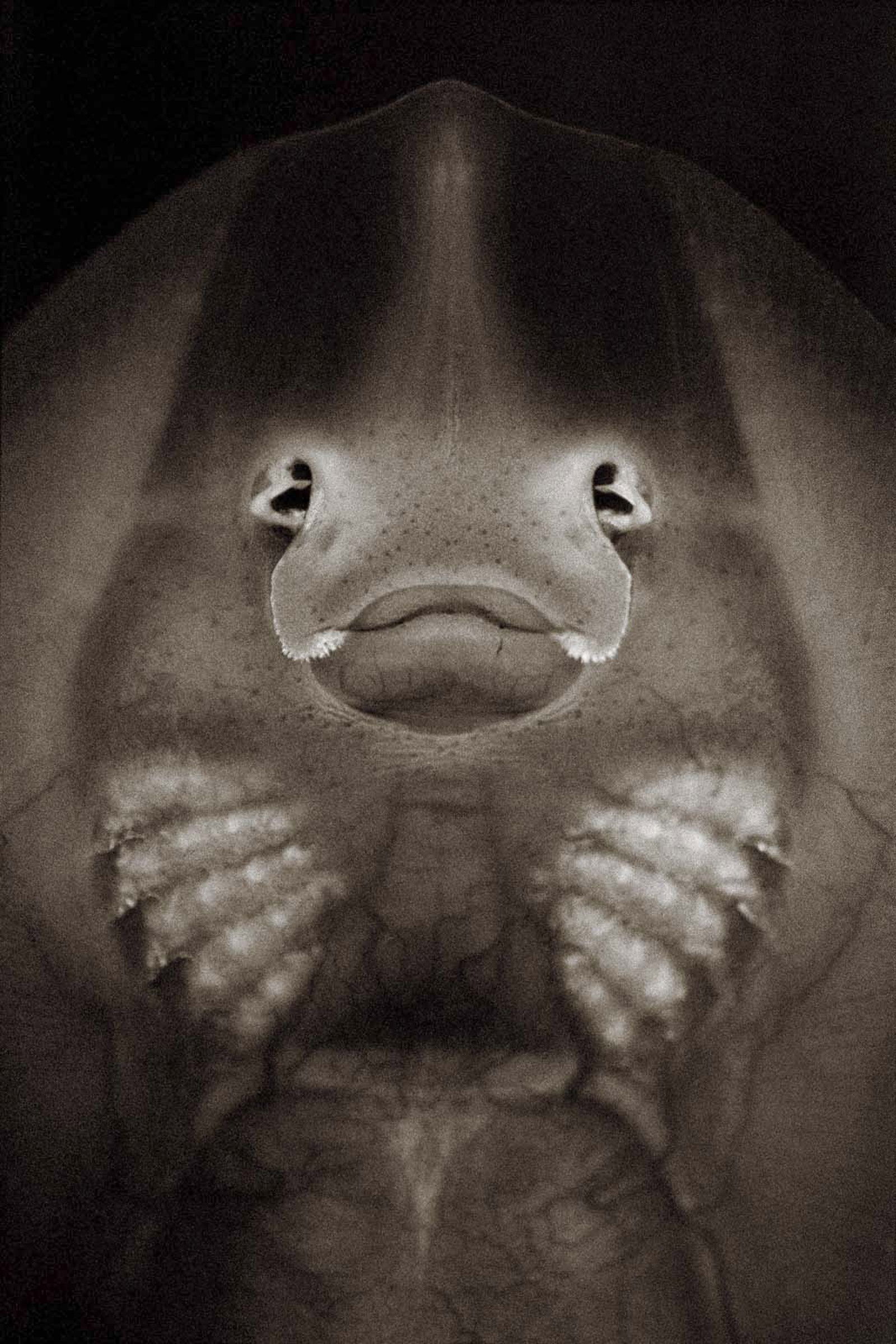 Longnose skate by Henry Horenstein - Open Edition.