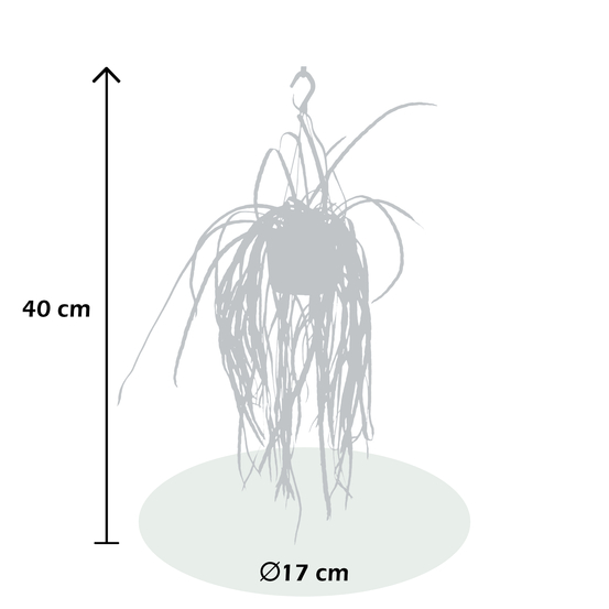 Lepismium Bolivianum en Suspension - pot D17cm