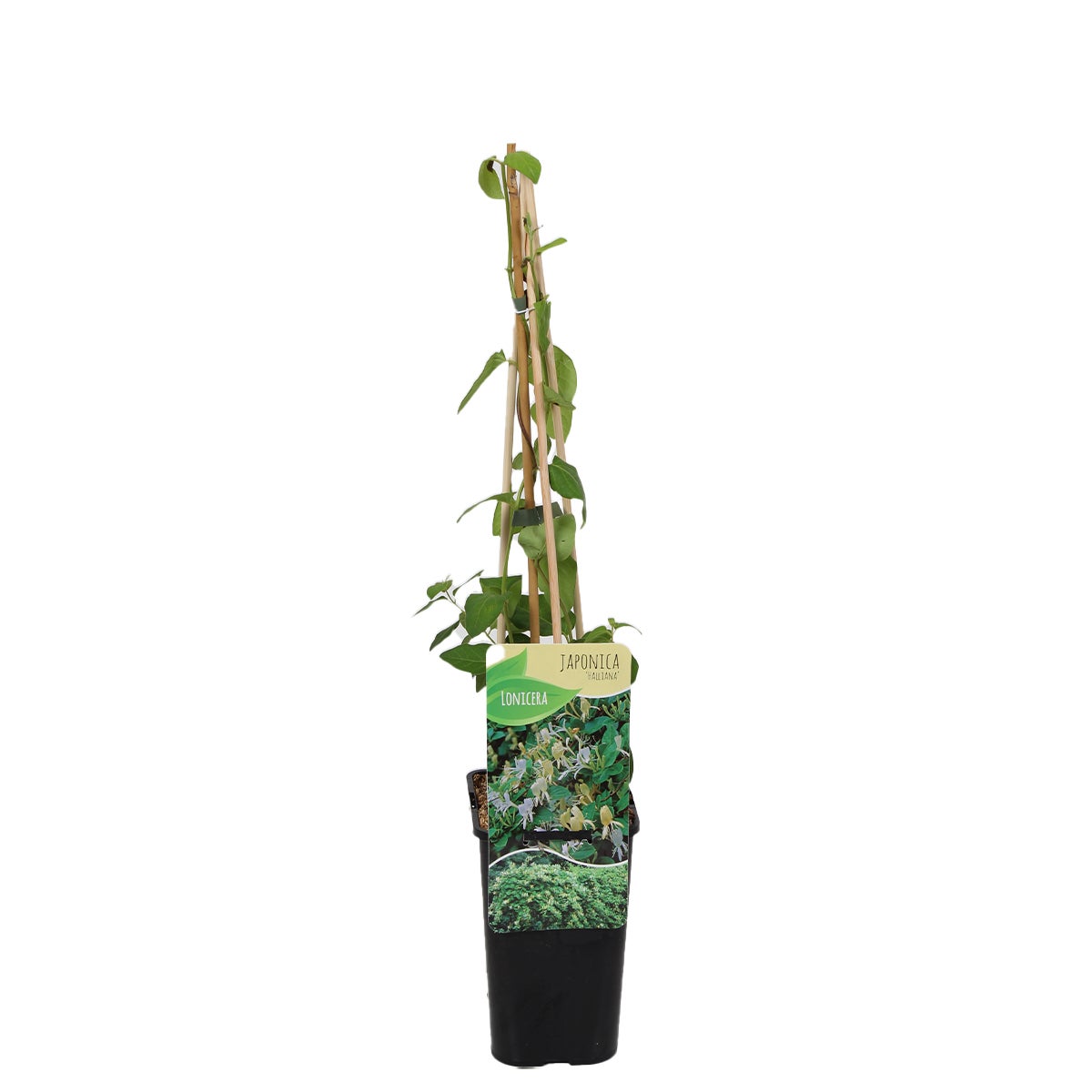 Bloomique – Lonicera Heckrottii Halliana – Japanse Kamperfoelie – Wit, Geel – Klimplanten – Tuinplanten – Winterhard – Potmaat 15 cm – 70–80 cm hoog