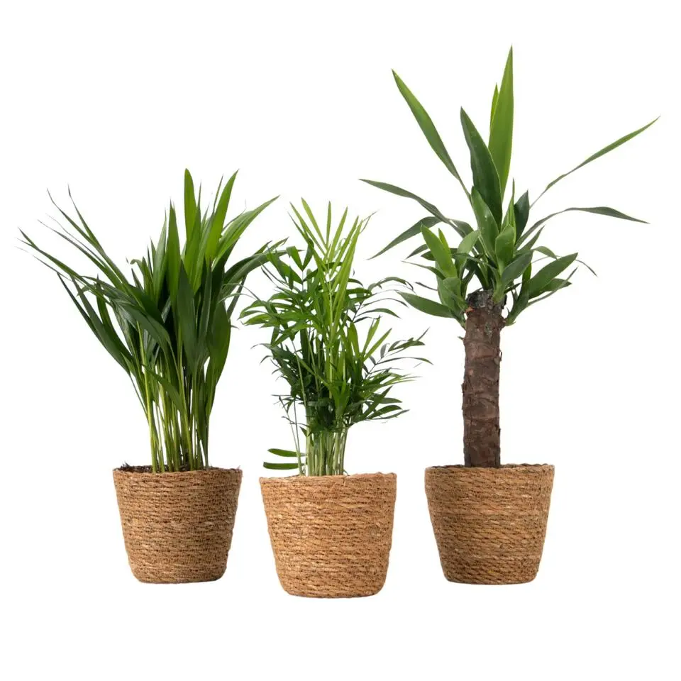 Set van 3 mini kamerpalmen incl. mandjes - Hoogte 25-40cm - ⌀12cm