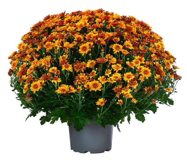 Chrysantheme 'Tocca'