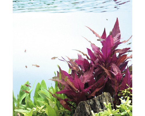 Papegaaienblad breedbladig - Alternanthera reineckii rood