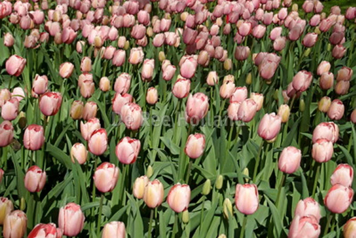 Tulipa (Darwinhybrid-Group) 'Salmon Impression' Tulipan 'Salmon Impression' ØKO