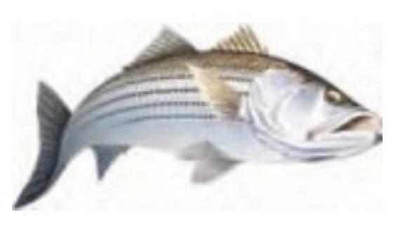 Stripped bass action Stripped Bass (action) Environ 3.5 cm* 1.5 cm