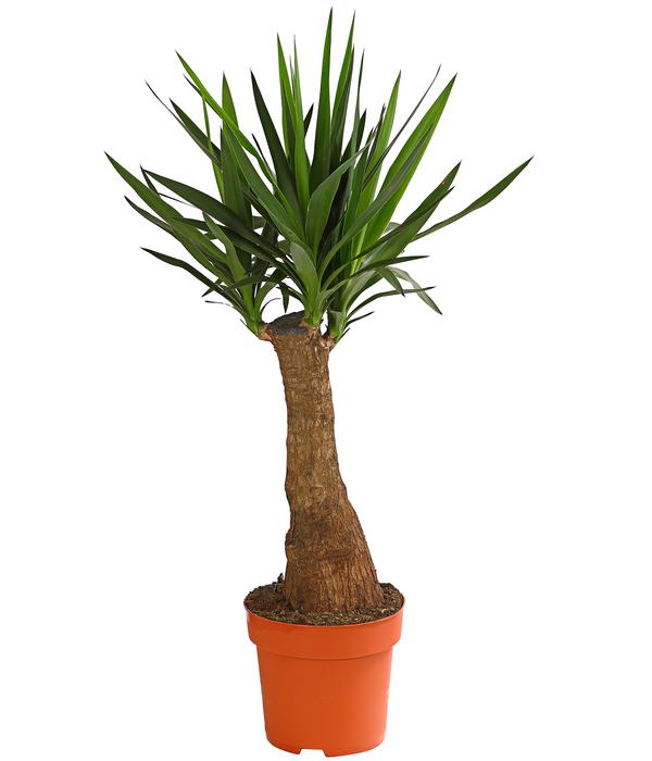 Yucca-Palme - Yucca elephantipes 'Maya-Tree'