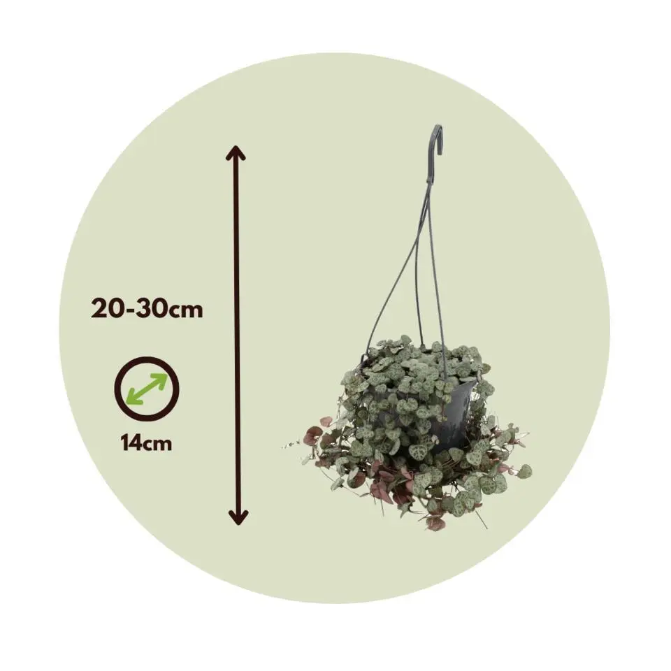 Chinees lantaarnplantje - Set van 2 - Ceropegia Woodii - Hoogte 20-30cm - ⌀14cm