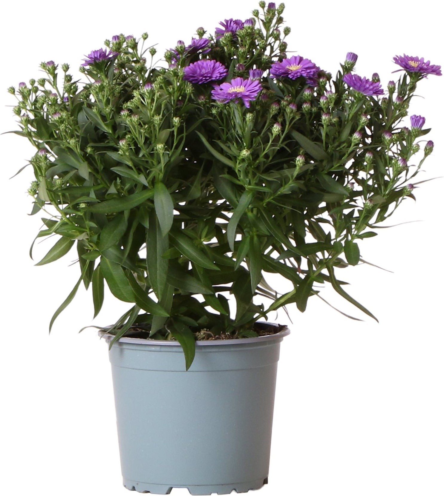 Herfstaster (Aster novi-belgii 'Starletta Serie Blue') D 12 H 30 cm