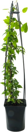 Bosrank (Clematis 'Miss Bateman') D 23 H 117 cm