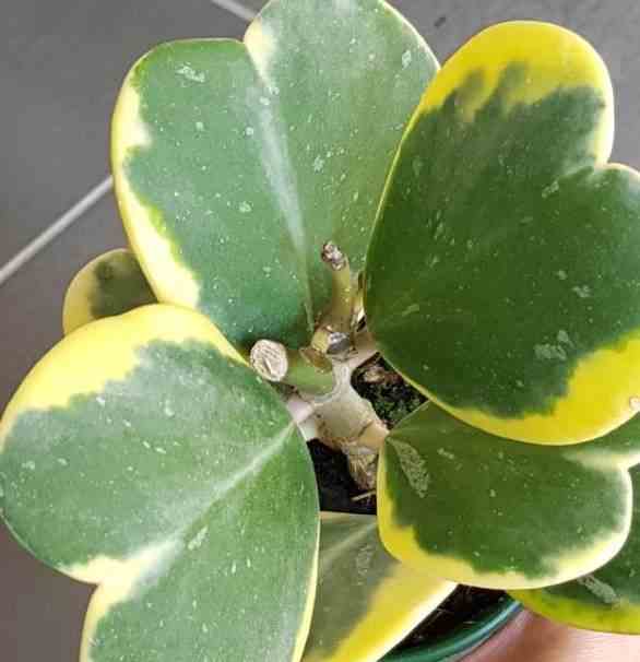Hoya kerrii albomarginata feuille en forme de coeur (fleur de porcelaine, fleur de cire) pot de 2 litres - 20/40 cm