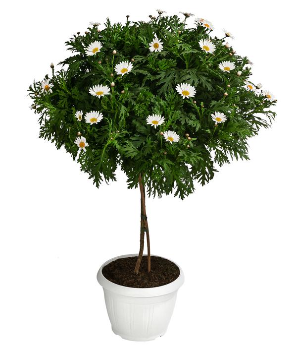 Margerite 'Bofinger', Stämmchen
