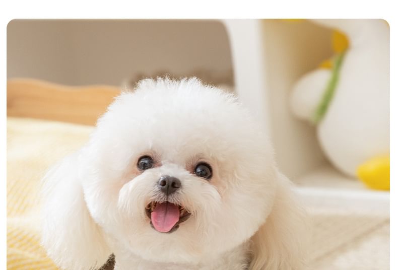 Cissilli - Bear Chenille Pet Top