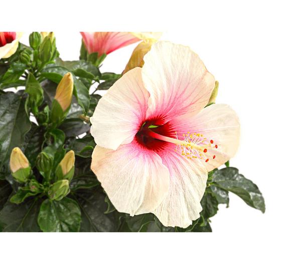 Zimmerhibiskus - Hibiscus rosa-sinensis,