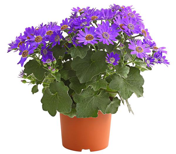 Teneriffa Stern - Cineraria