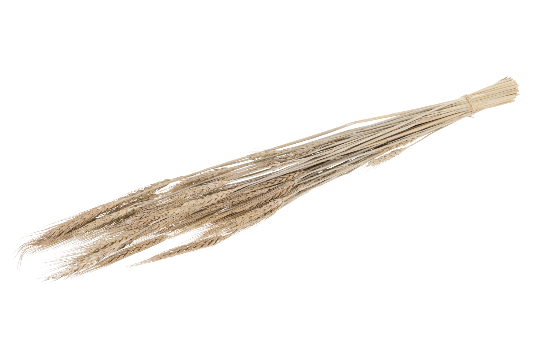 Tarwe gras 60-65 cm