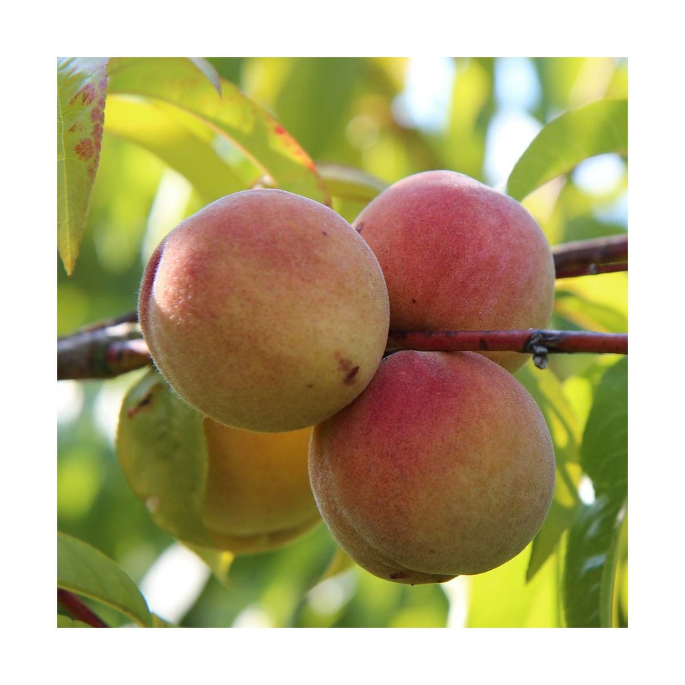 Pêcher persica grosse mignonne/prunus persica grosse mignonne[-]pot de 10l - gobelet 2 ans