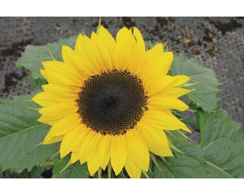 Zonnebloem Helianthus annuus Ø 13 cm pot