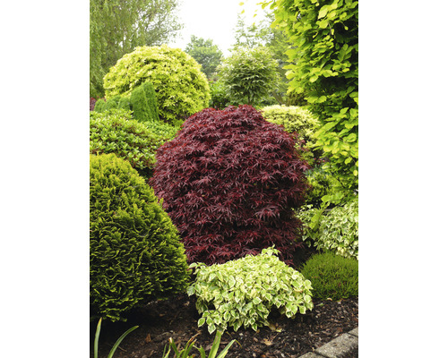 Japanse esdoorn Acer palmatum 'Shaina' H 50-60 cm Co 3 L