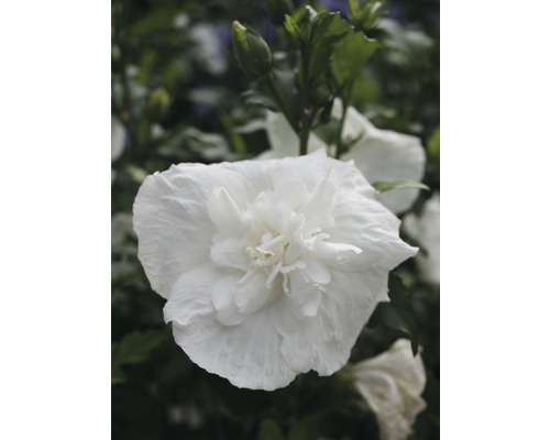 Tuinhibiscus FloraSelf Hibiscus syriacus 'White Chiffon' H 50-60 cm Co 4,5 L halfdubbele bloemen