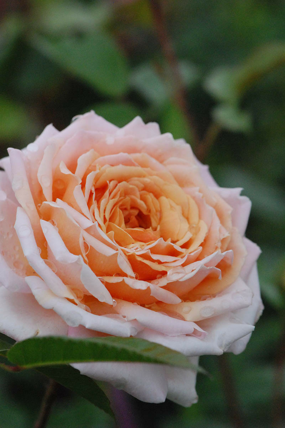 Rosier 'grande duchesse louise' ? - 4l