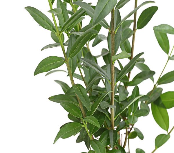 Wintergrüner Liguster 'Atrovirens'