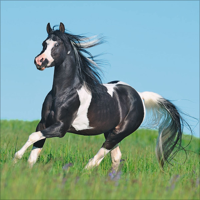 Kalender - 2025 - Horses
