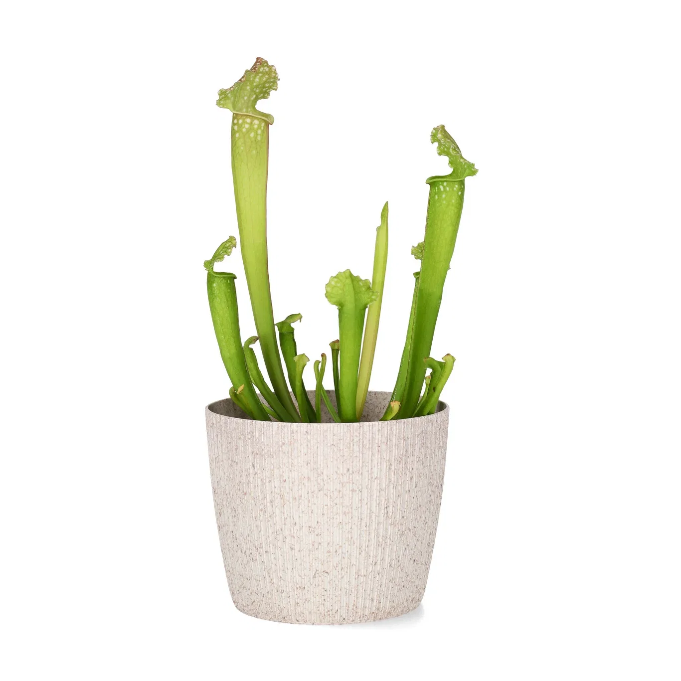Sarracenia Flytrompet Høyde 35 cm