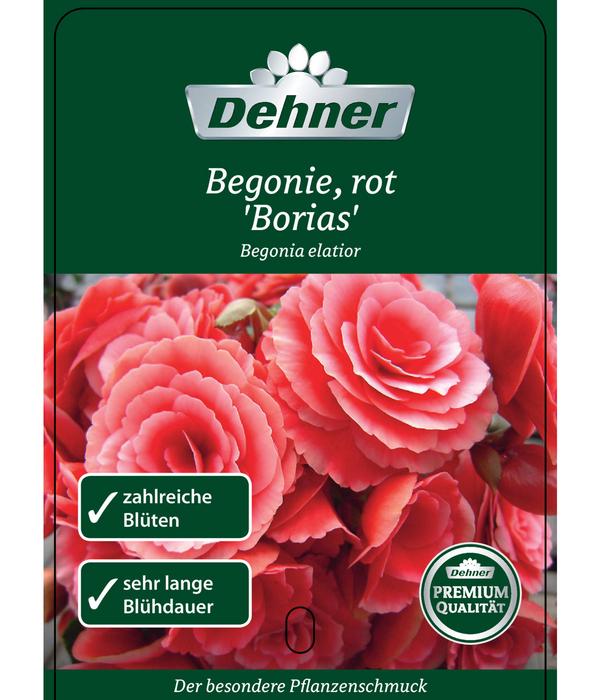 Elatior-Begonie - Begonia elatior 'Borias®'