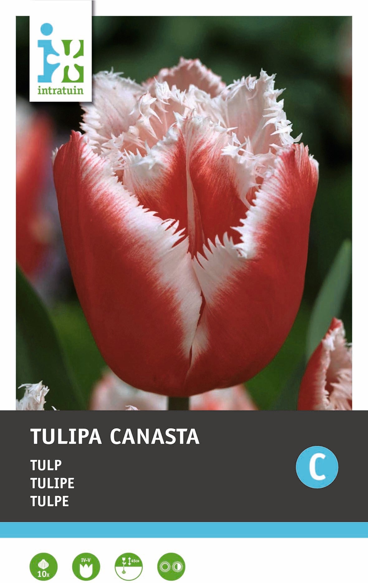Intratuin bloembollen Tulp (Tulipa 'Canasta') 10 stuks