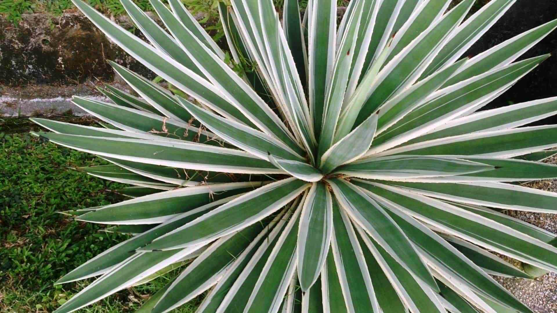 Agave augustifolia jaune - taille pot de 3 litres