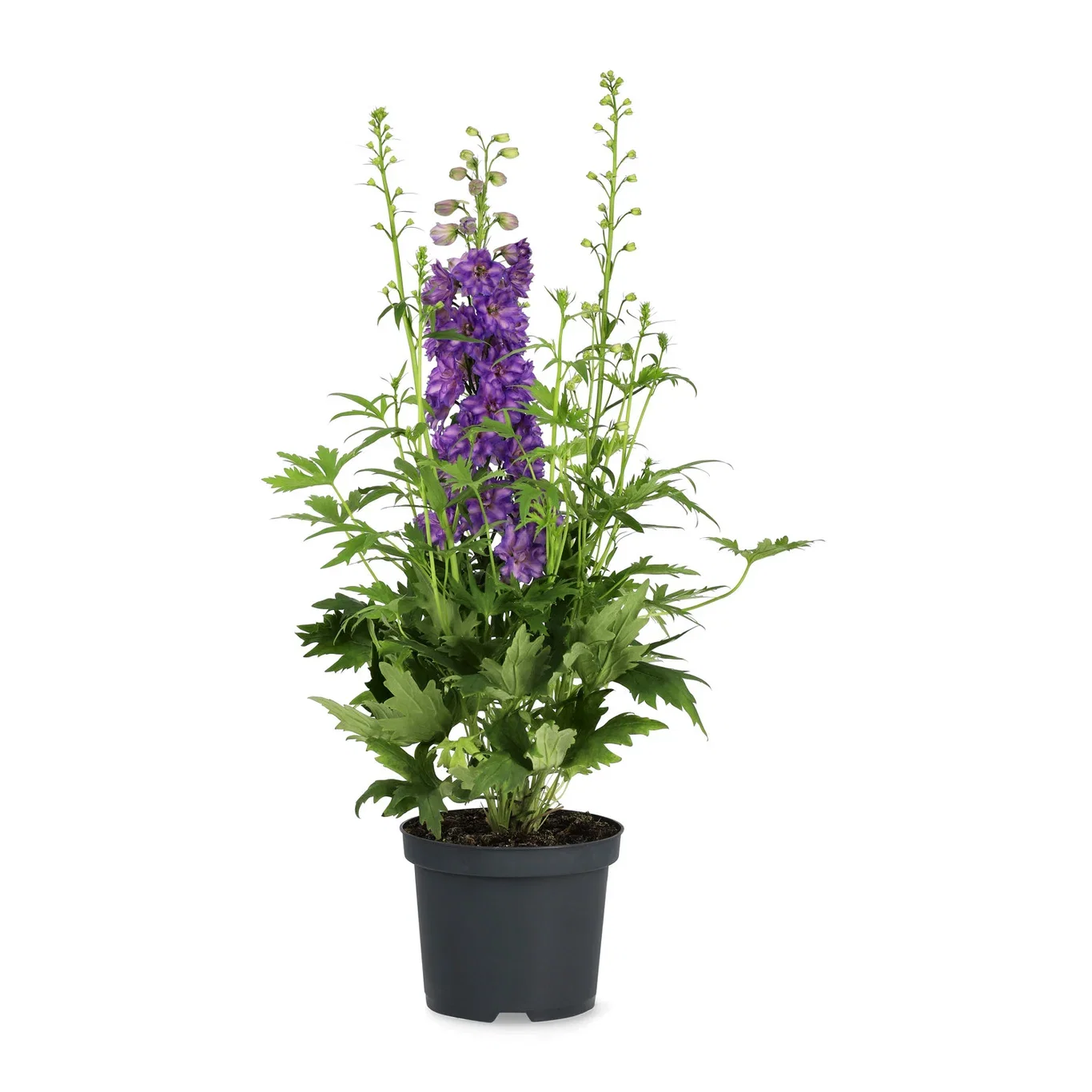 Delphinium (Delgenius-serien) Ridderspore DELGENIUS miks Ø19 cm