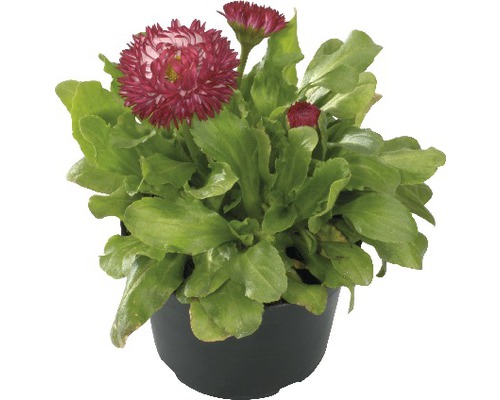 Daisy FloraSelf Bellis perennis Ø 9 cm pot willekeurige selectie