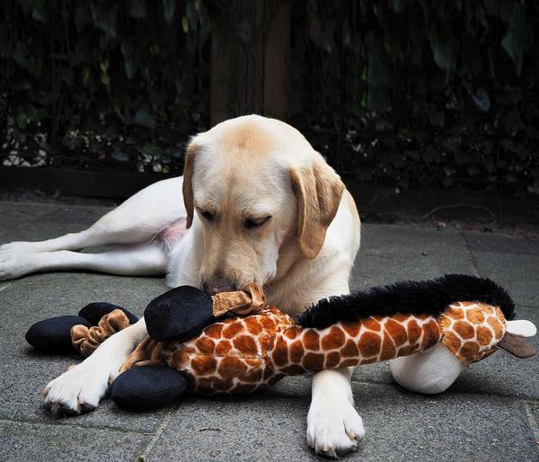 Nobby Hundespielzeug Plüschgiraffe elastisch,