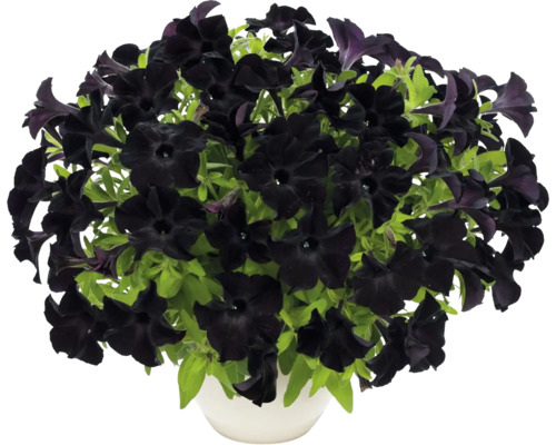 Zwarte Petunia FloraSelf Petunia 'Black Ray' Ø 12 cm pot
